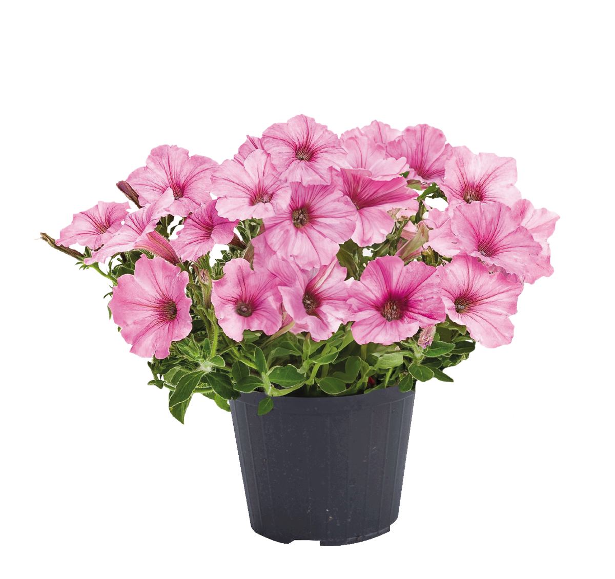 Petunia Vista Bubblegum - immagine 2