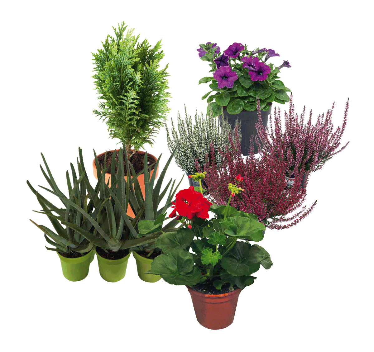 Piante decorative tuttoGIARDINO - immagine 2